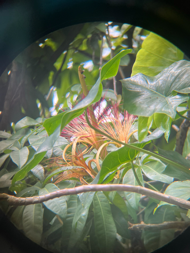 Pachira aquatica observed 2026-10-18