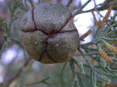 Callitris glaucophylla