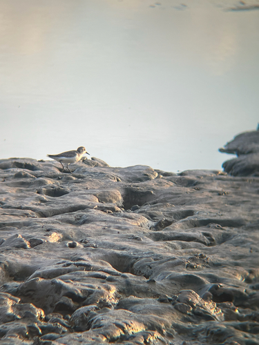 Calidris pusilla, 2026-10-19