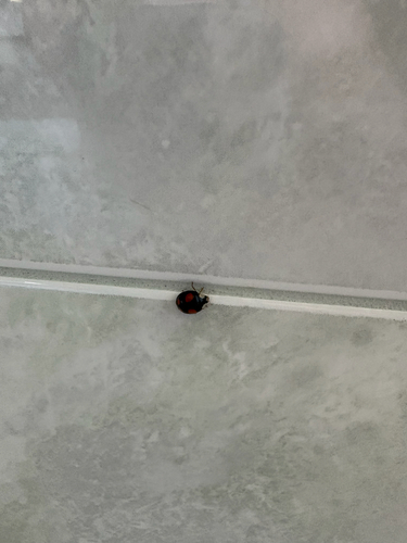 Asian Lady Beetle