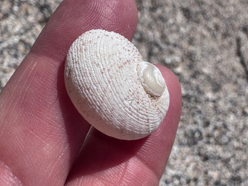 Granata imbricata observed 2026-10-19