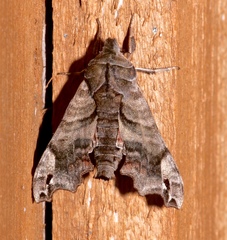 Deidamia inscriptum