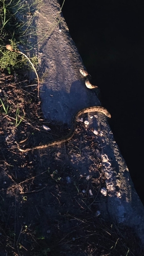 Ladder Snake