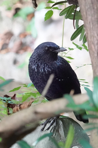 Myiophoneus observed 2026-10-19