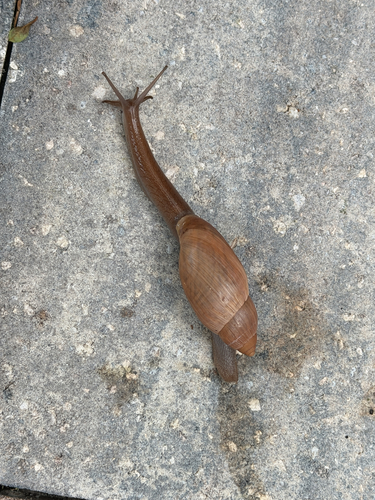 Euglandina rosea observed 2026-10-19