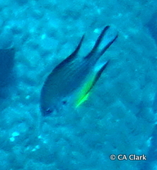 Amblyglyphidodon leucogaster