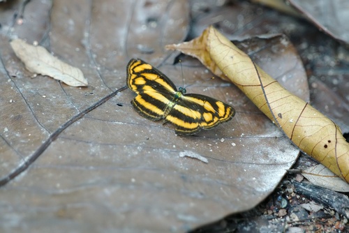 Lasippa tiga