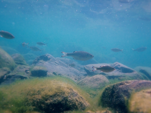 Kuhlia marginata observed 2026-10-19