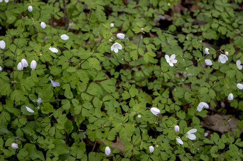 false rue anemone