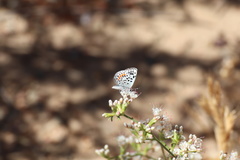 Euphilotes bernardino