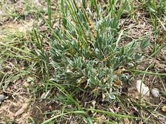 Astragalus gilviflorus
