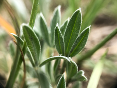 Astragalus gilviflorus