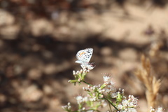 Euphilotes bernardino