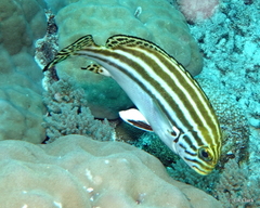 Plectorhinchus lessonii