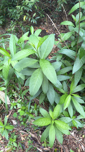 Cestrum nocturnum observed 2026-10-13