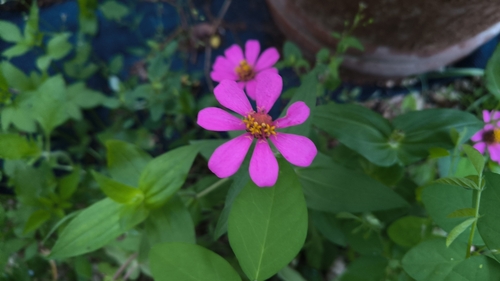 Zinnia elegans observed 2026-10-19