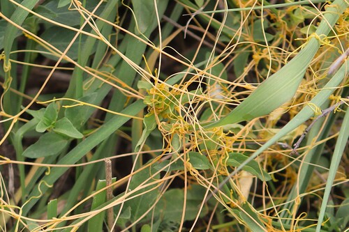 Cuscuta pentagona observed 2026-10-19