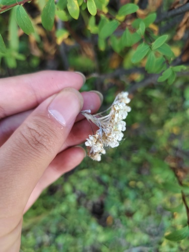 Anaphalis nepalensis observed 2026-10-01