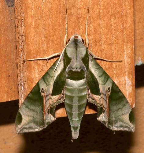 Pandorus Sphinx