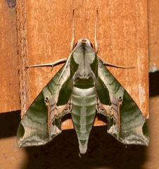 Eumorpha pandorus image
