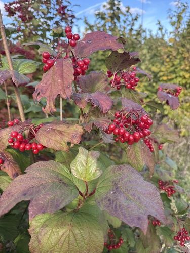 guelder-rose