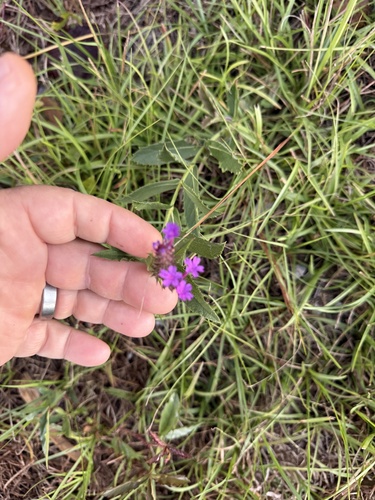 Verbena rigida observed 2026-10-19