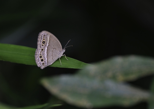 Mycalesis