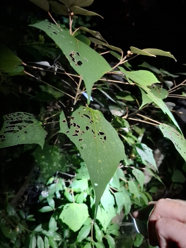 Mallotus paniculatus observed 2026-10-19
