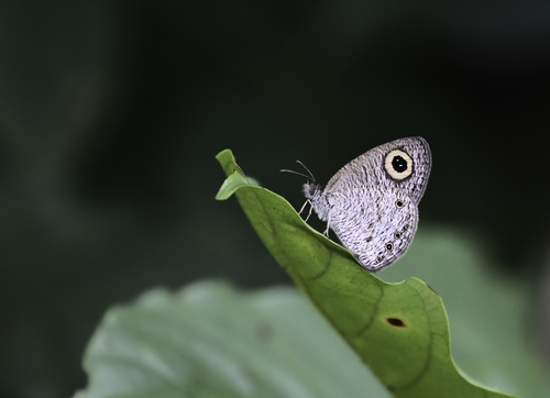 Ypthima huebneri