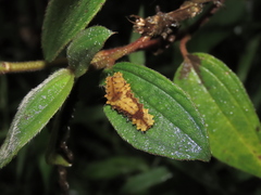 Eterusia aedea formosana