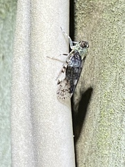 Melanoliarus placitus