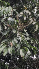 Guarea kunthiana