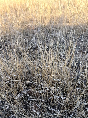 Poa bulbosa observed 2026-10-12