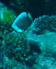 Chaetodon reticulatus