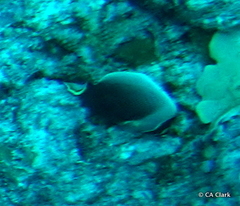 Chaetodon reticulatus