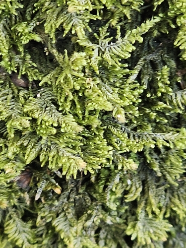 Ctenidium molluscum observed 2026-10-19