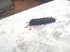 Battus philenor