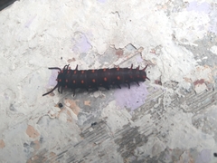 Battus philenor