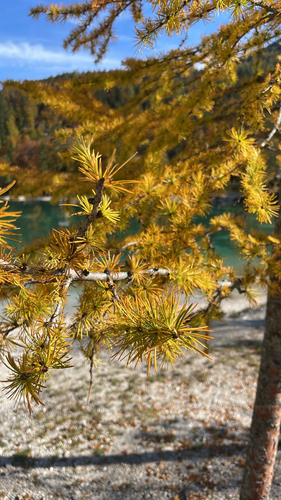 European larch