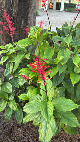Odontonema tubaeforme observed 2026-10-19