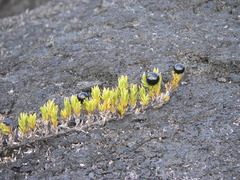 Coprosma ernodeoides