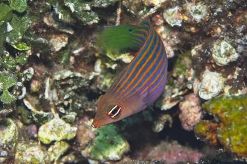 Pseudocheilinus hexataenia observed 2026-10-17