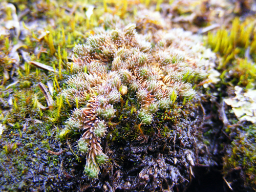 Selaginella densa observed 2026-10-17