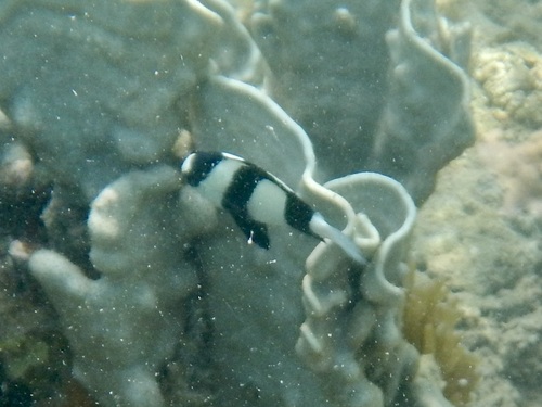 Dascyllus aruanus observed 2026-10-16