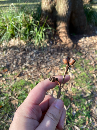 Eucalyptus botryoides observed 2026-10-19