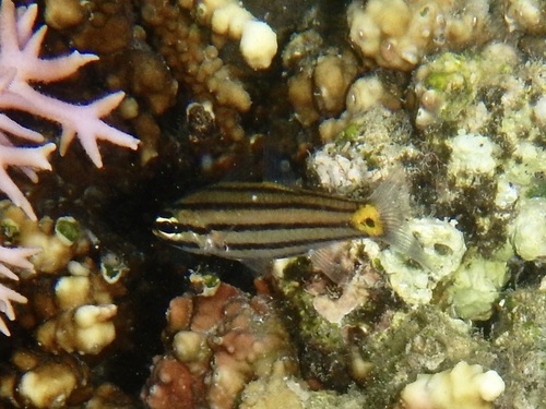 Cheilodipterus quinquelineatus observed 2026-10-16