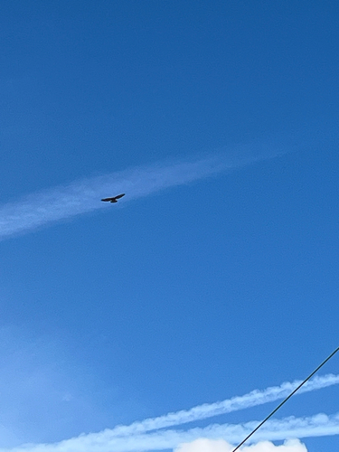 Common Buzzard