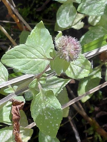 Mentha aquatica observed 2026-10-19