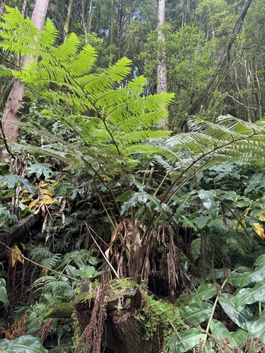 Scaly Tree Fern