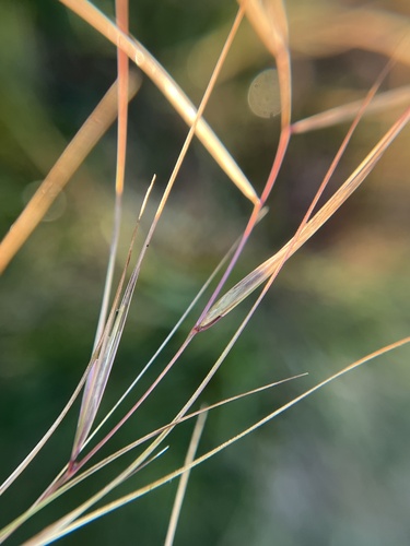 Aristida oligantha observed 2026-10-19